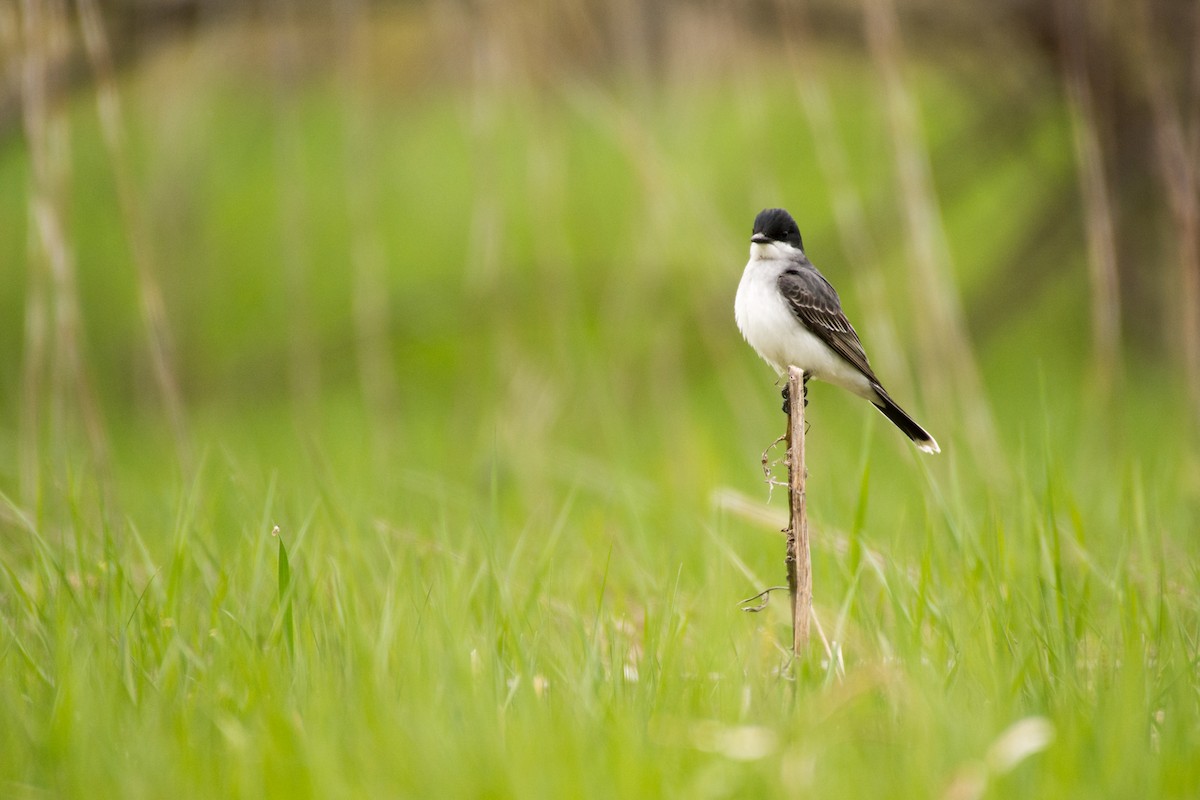 Eastern Kingbird - ML57524611