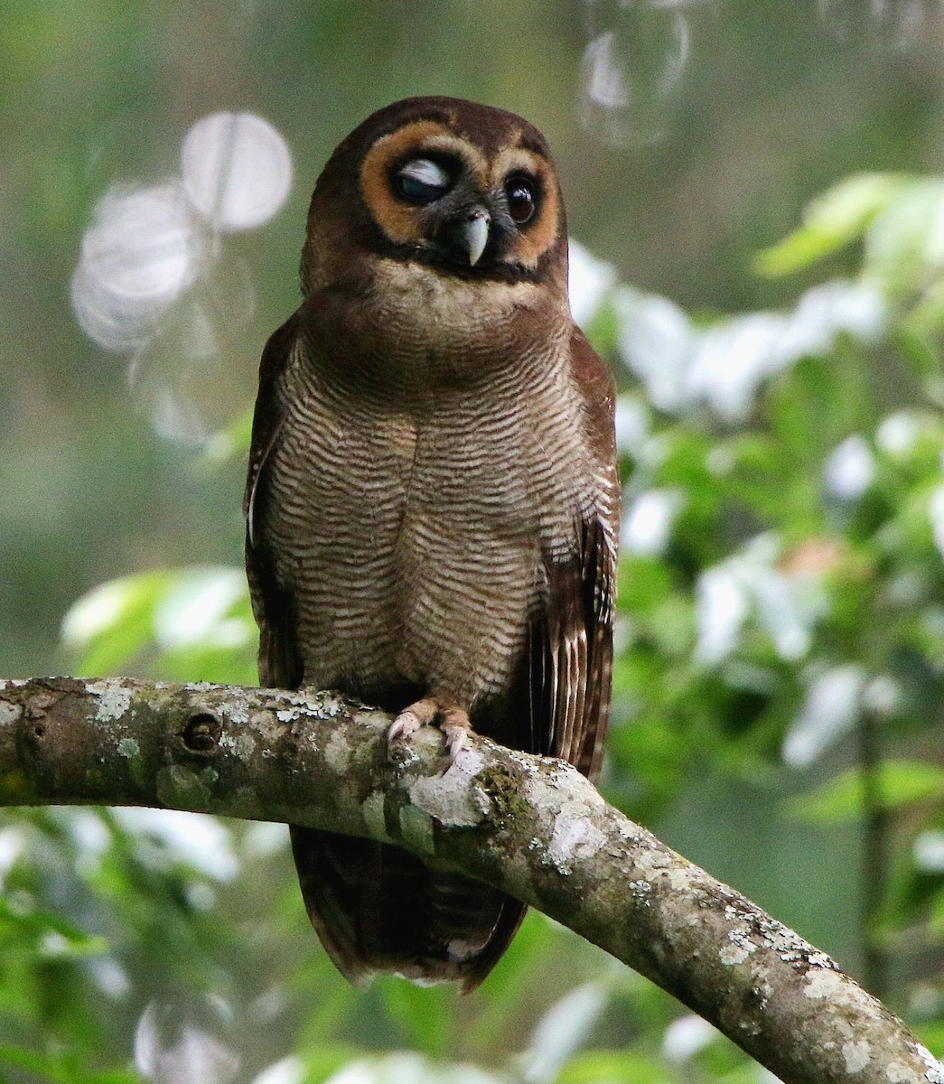 Brown Wood-Owl - ML575246451