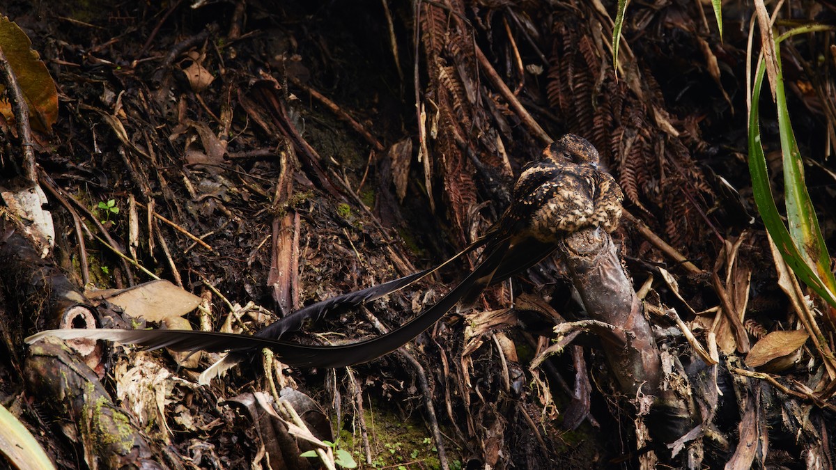 Lyre-tailed Nightjar - ML575247361