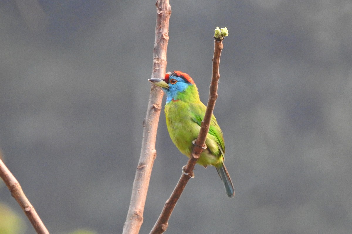 Blue-throated Barbet - ML575247931