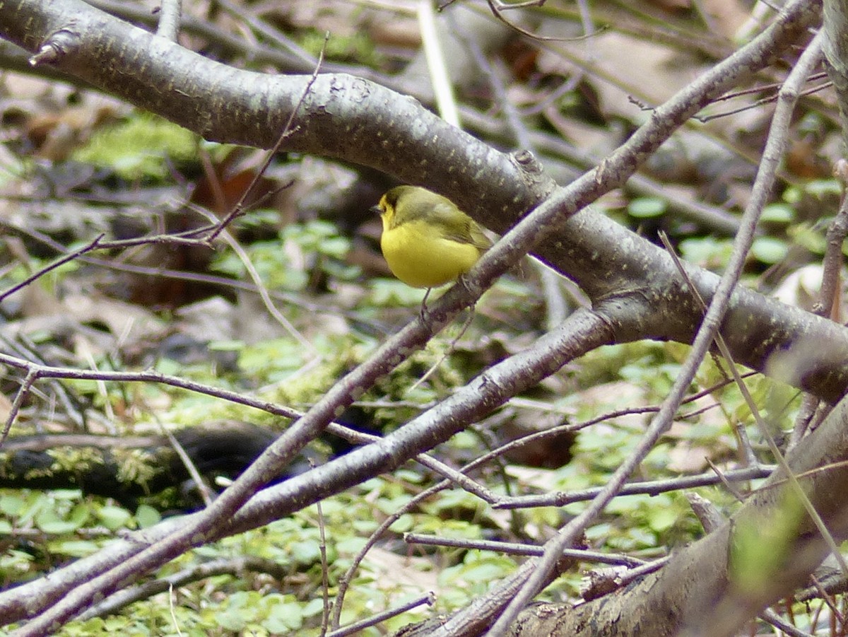 Hooded Warbler - ML57524801