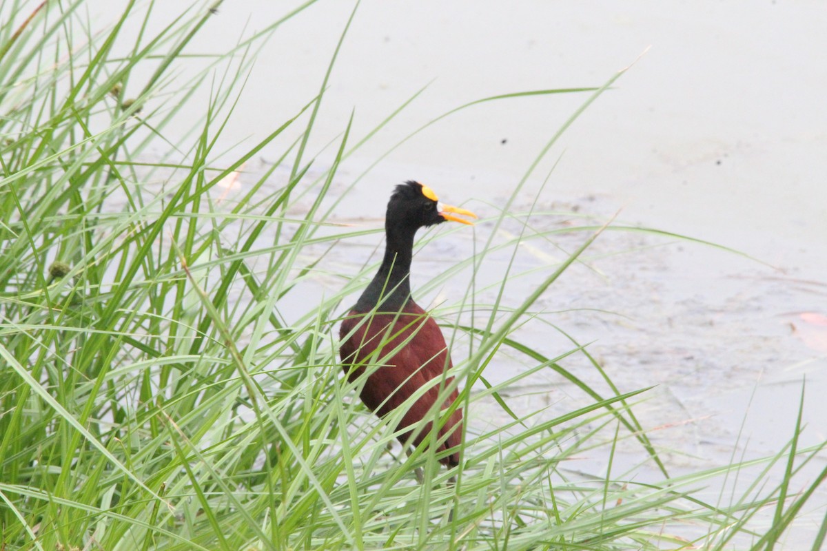 Northern Jacana - ML575248851