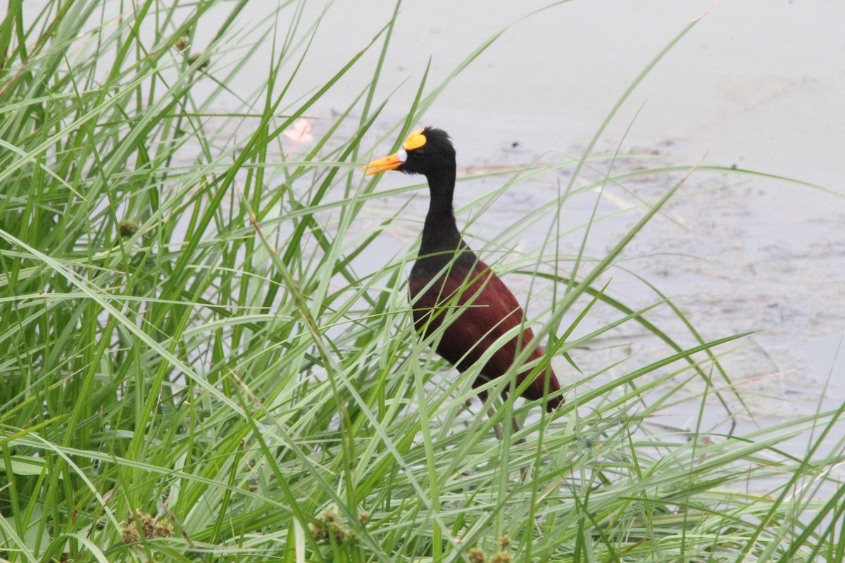 Northern Jacana - ML575248861