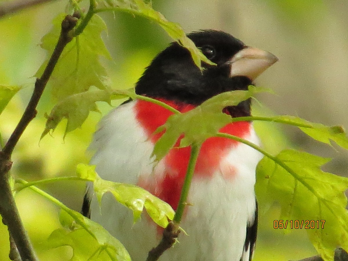 Rose-breasted Grosbeak - ML57525011