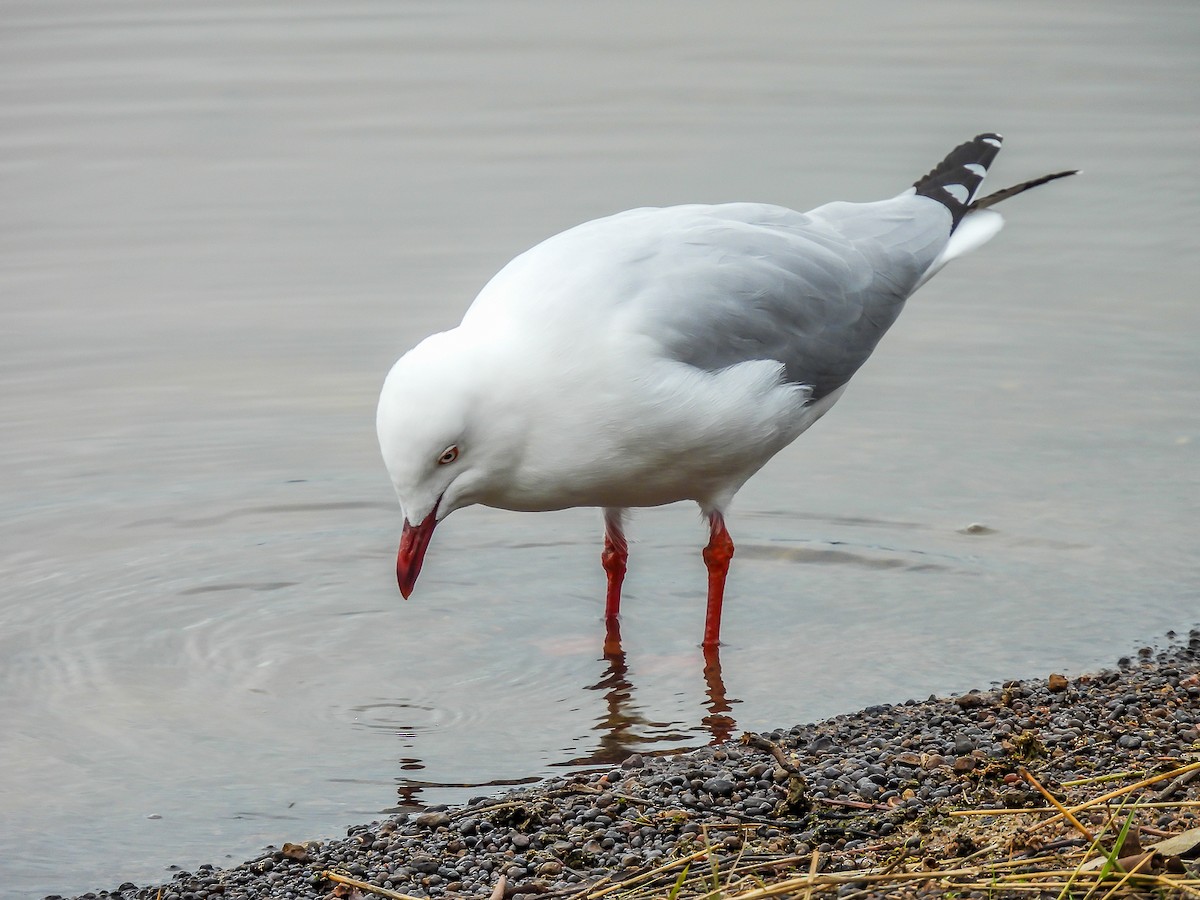 Silver Gull - ML575251661