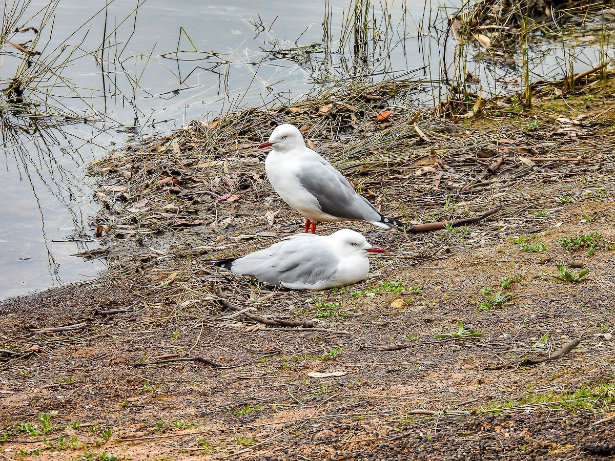 Silver Gull - ML575251671