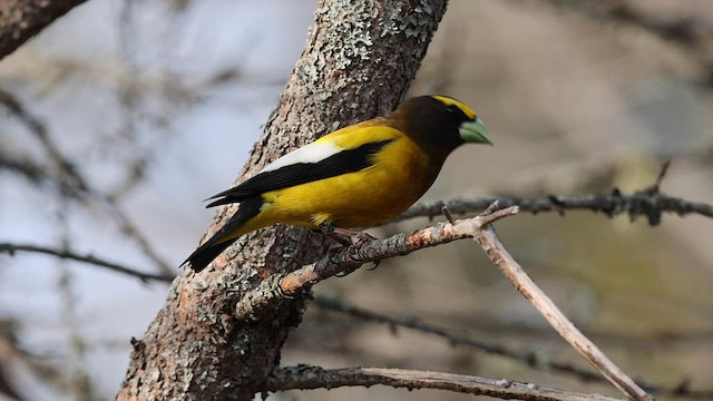 Evening Grosbeak - ML575251711