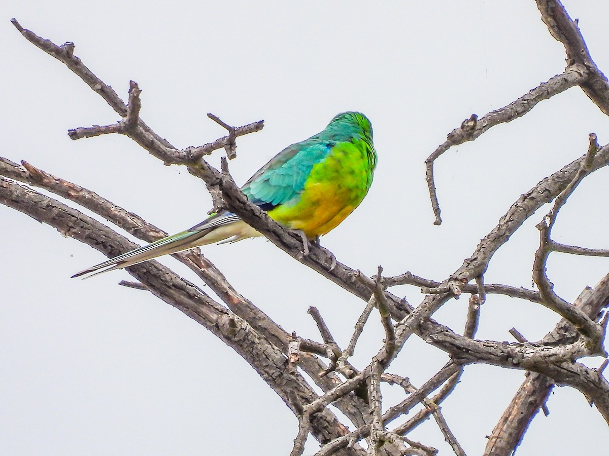 Red-rumped Parrot - ML575251821