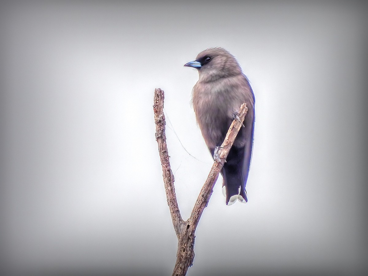 Dusky Woodswallow - Kathie Thomas