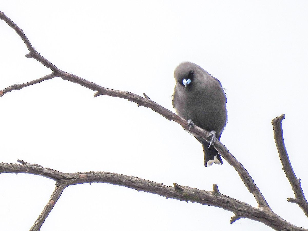 Dusky Woodswallow - ML575251951