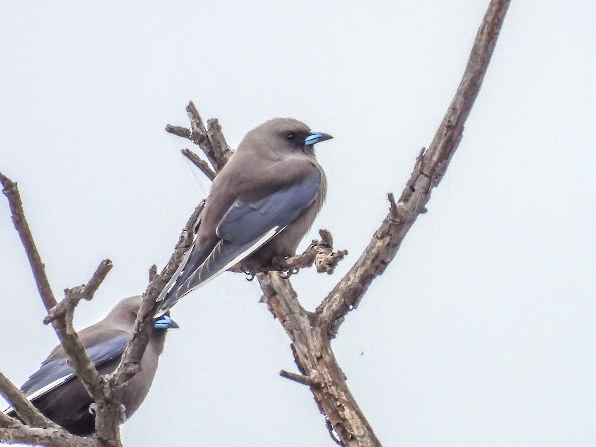 Dusky Woodswallow - ML575251961