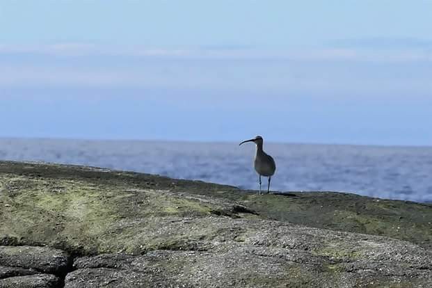 Whimbrel - ML57525201