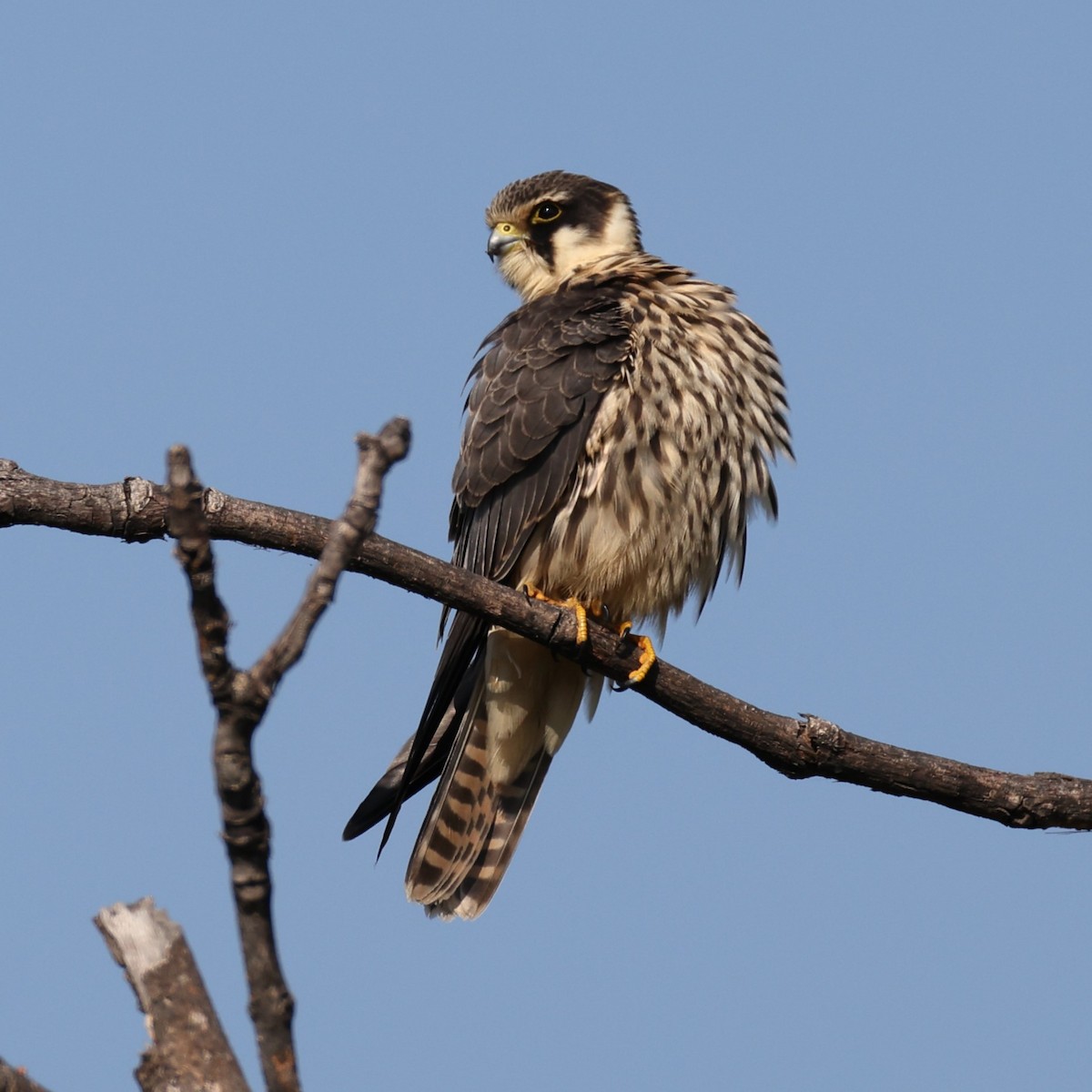 Eurasian Hobby - ML575252381