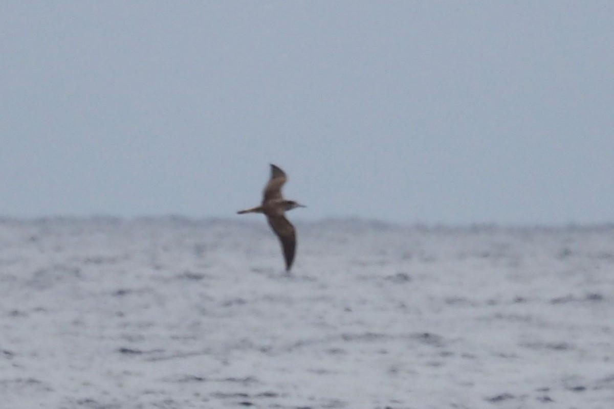 Streaked Shearwater - ML575252901