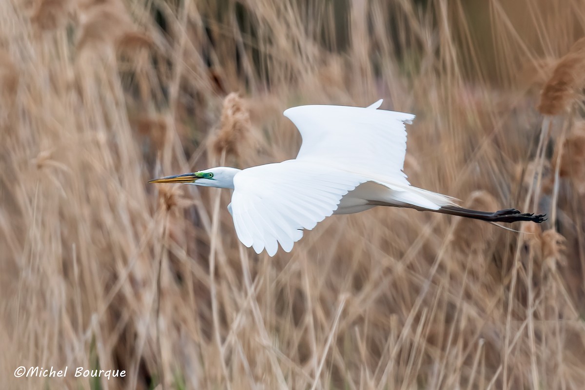 Great Egret - ML575253571