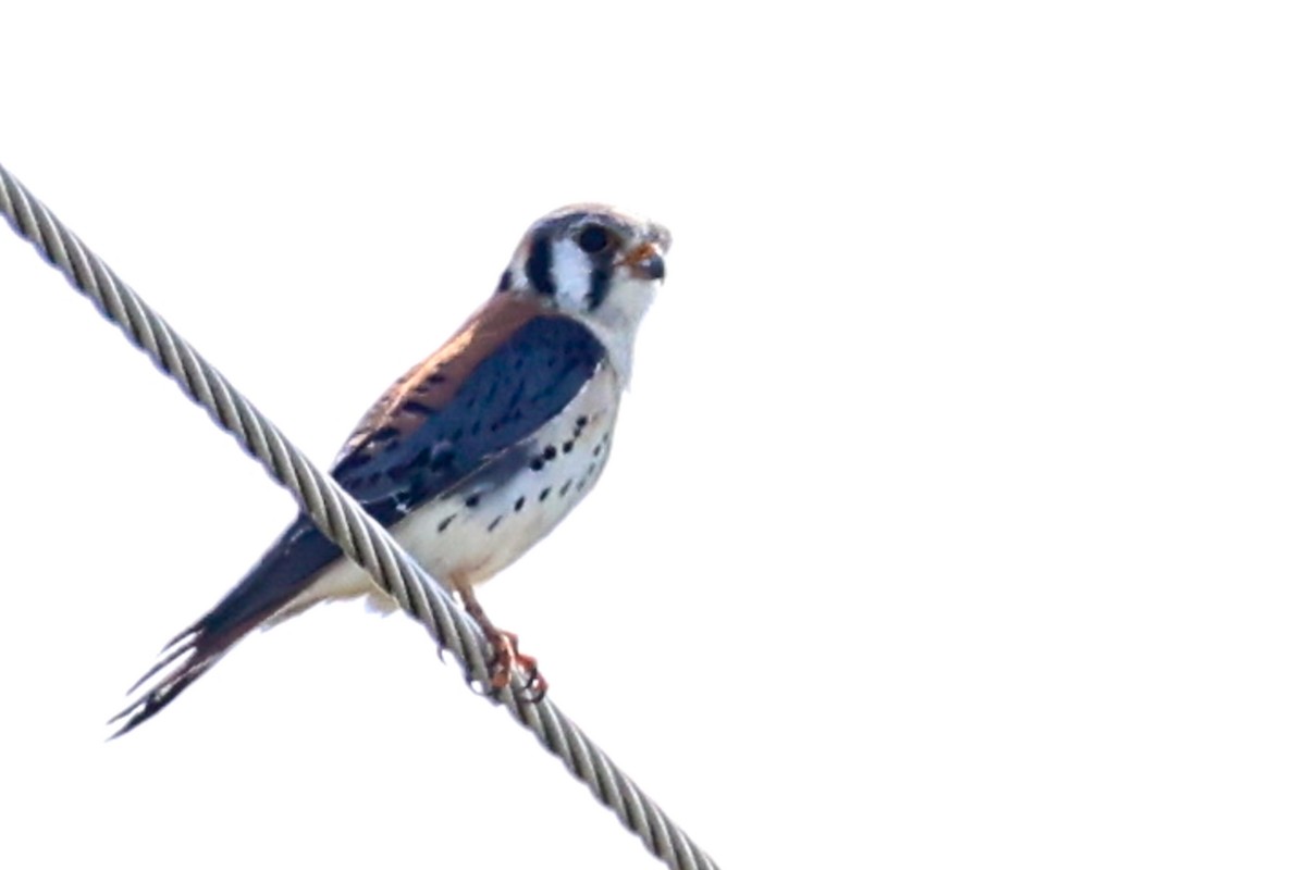 American Kestrel - ML575253661