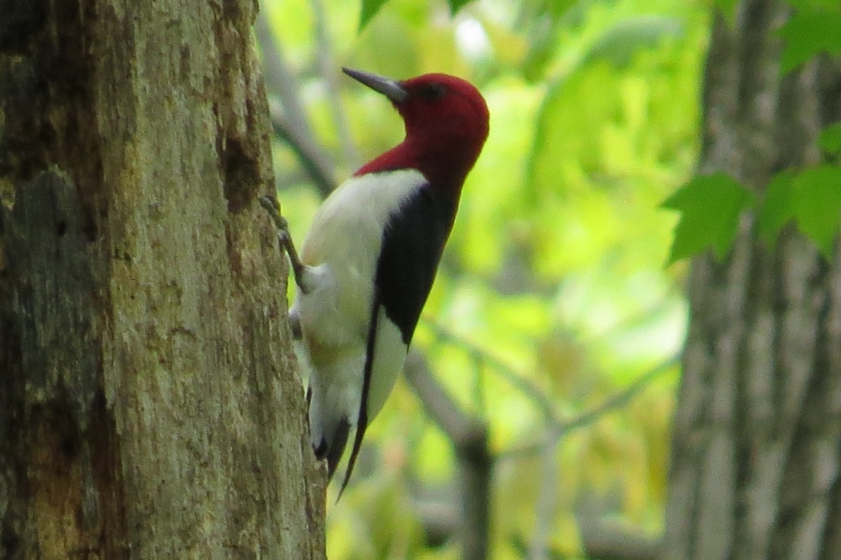 Red-headed Woodpecker - ML57525421