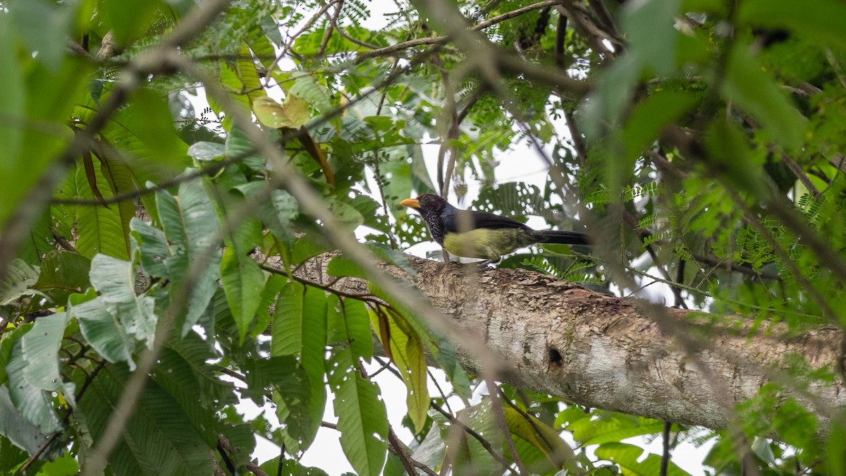 Yellow-billed Barbet (Western) - Mathurin Malby