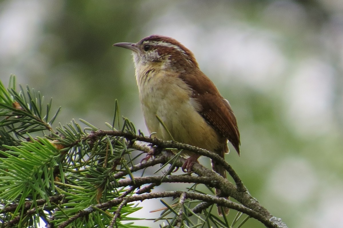 Carolina Wren - ML57525651