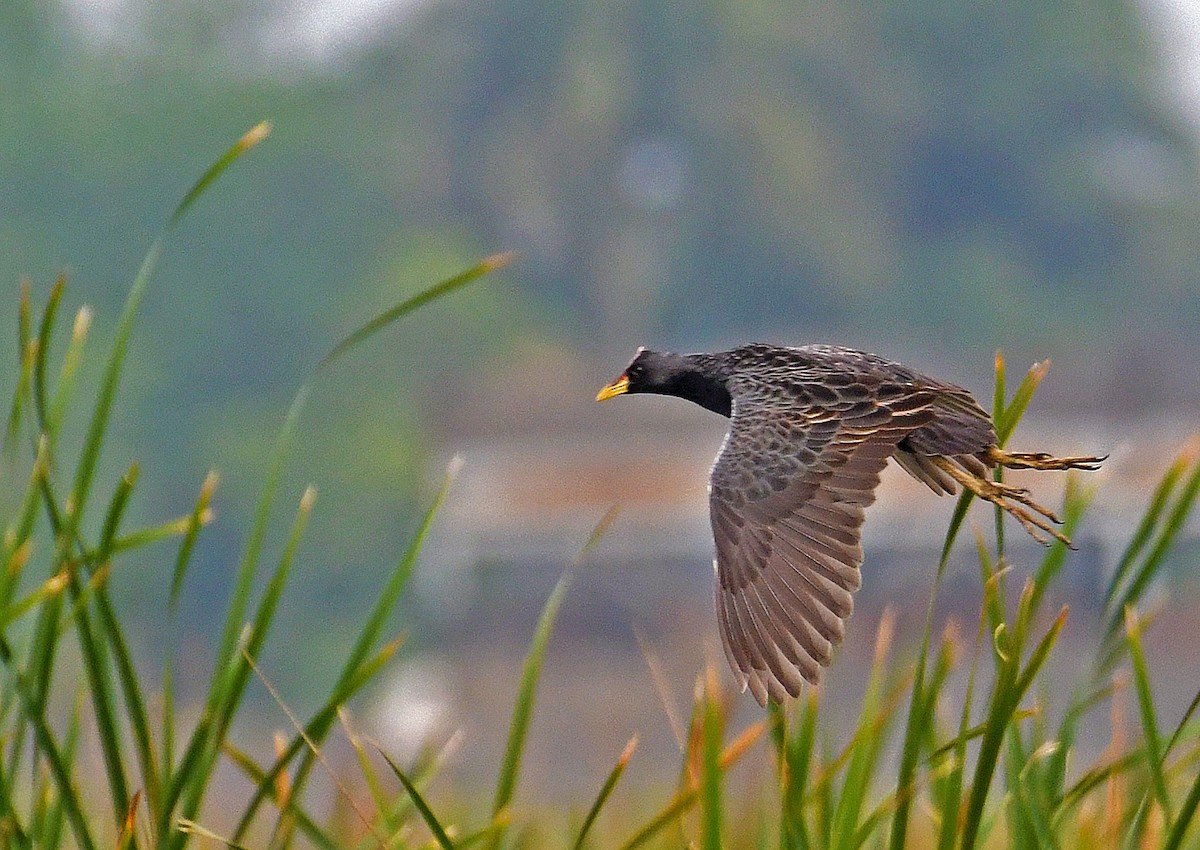 Watercock - ML575256971