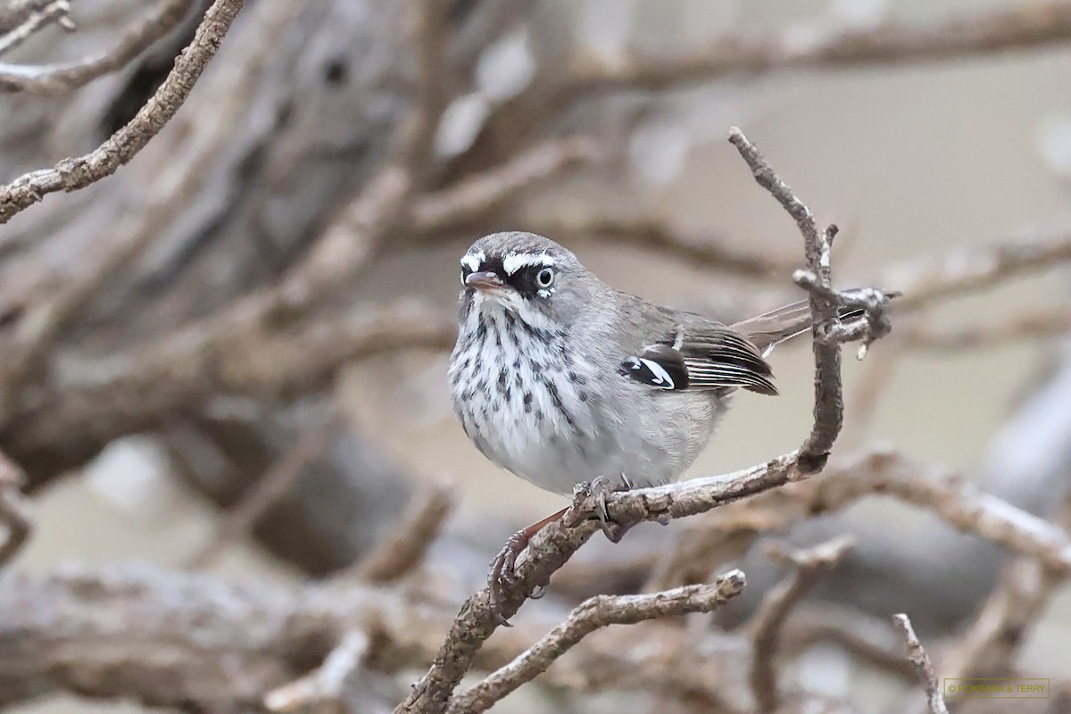 Sedosito Cejiblanco (grupo maculatus) - ML575257581