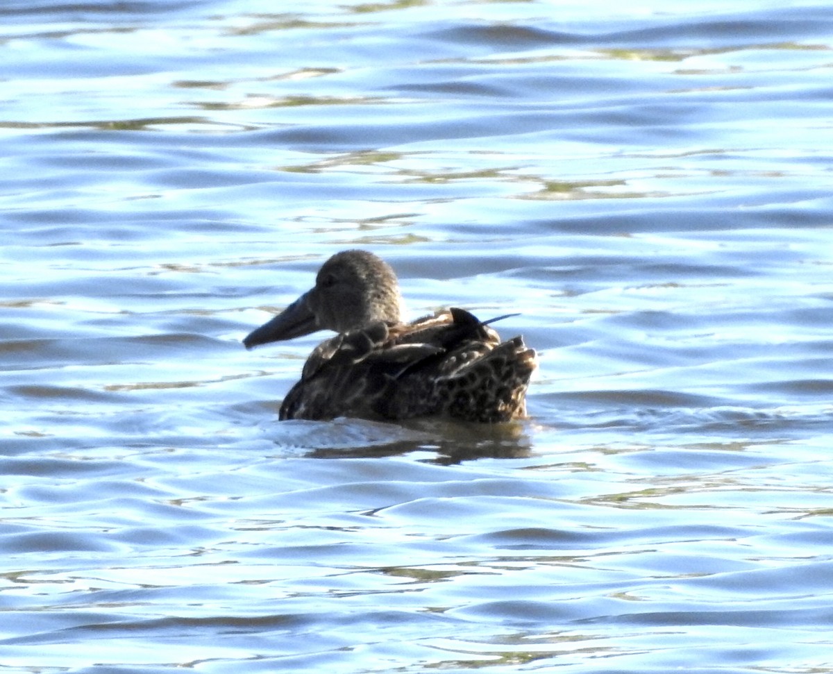 Australasian Shoveler - ML575257681