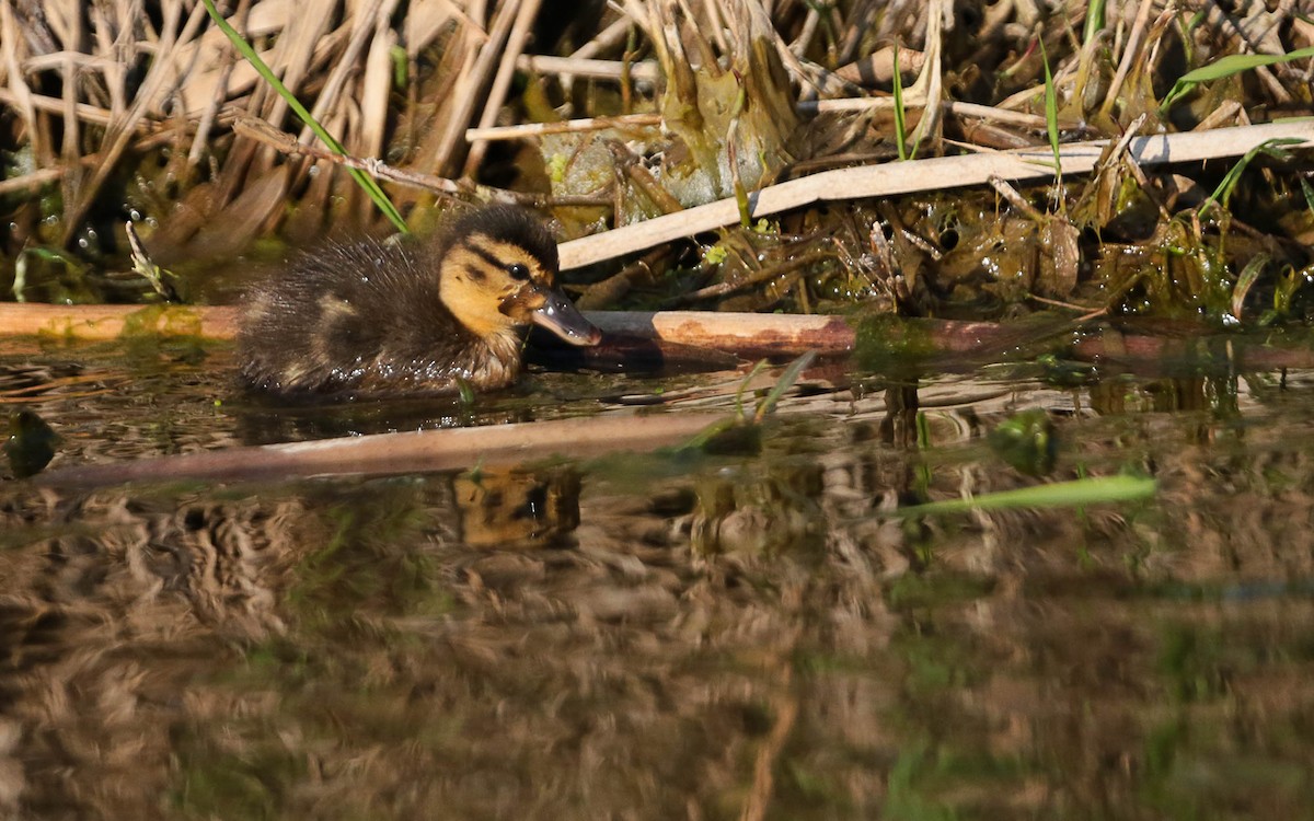 Mallard - ML575258981