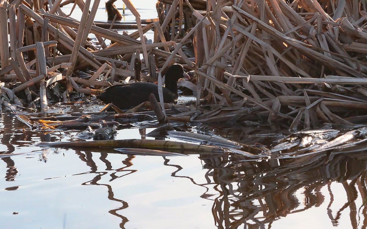 Eurasian Coot - ML575259051