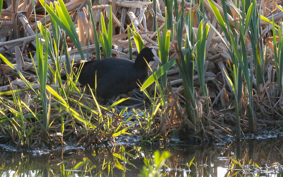 Eurasian Coot - ML575259061