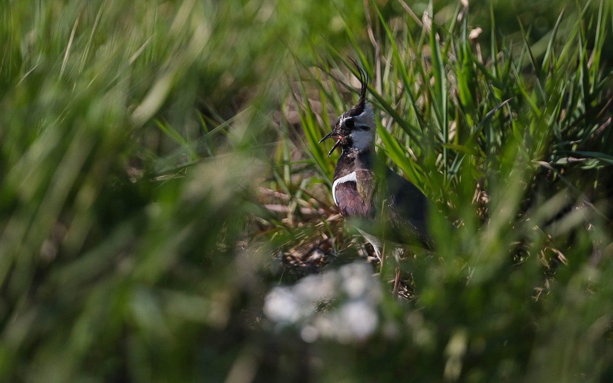 Northern Lapwing - ML575259131