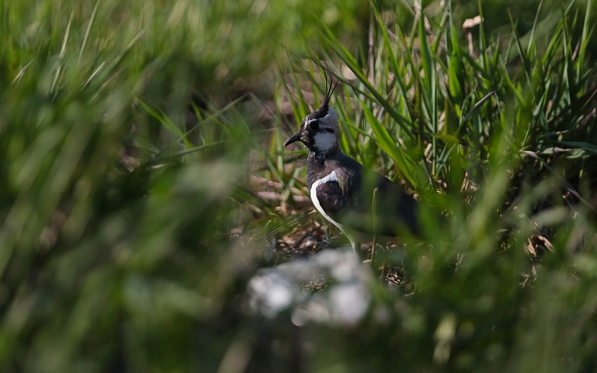 Northern Lapwing - ML575259141