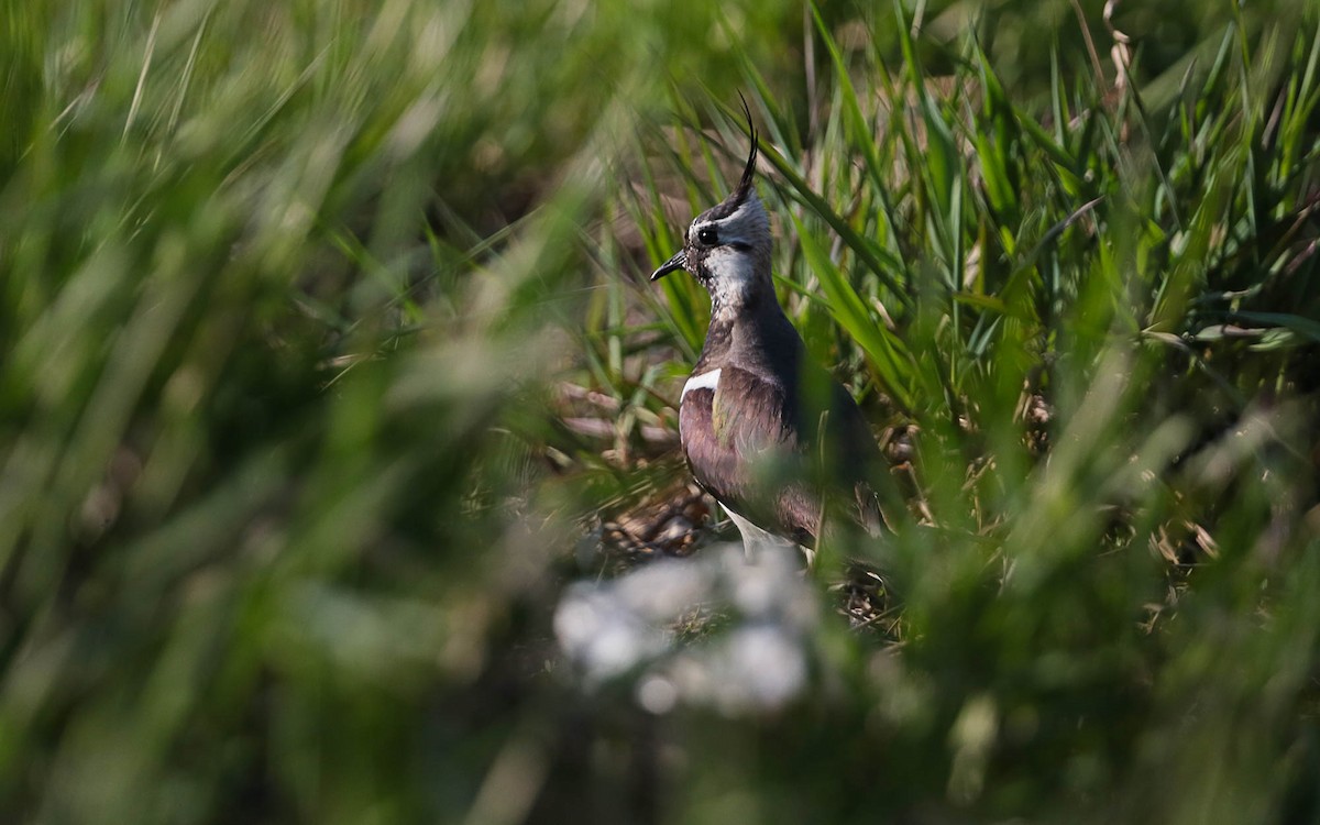 Northern Lapwing - ML575259151