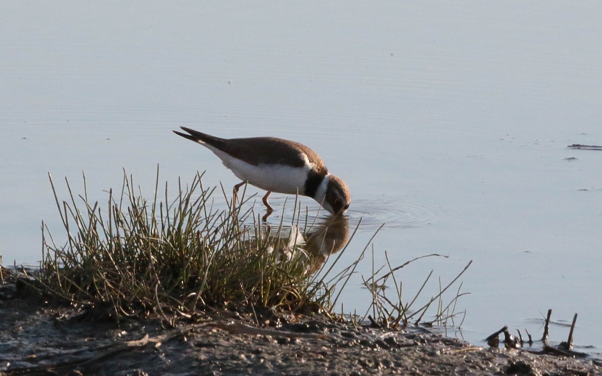 Little Ringed Plover - ML575259401