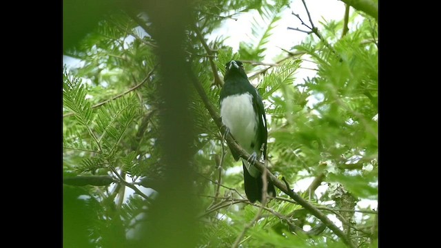 Black-and-white Tanager - ML575259421