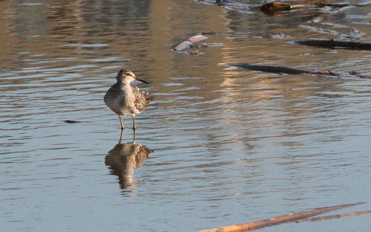 Wood Sandpiper - ML575259611