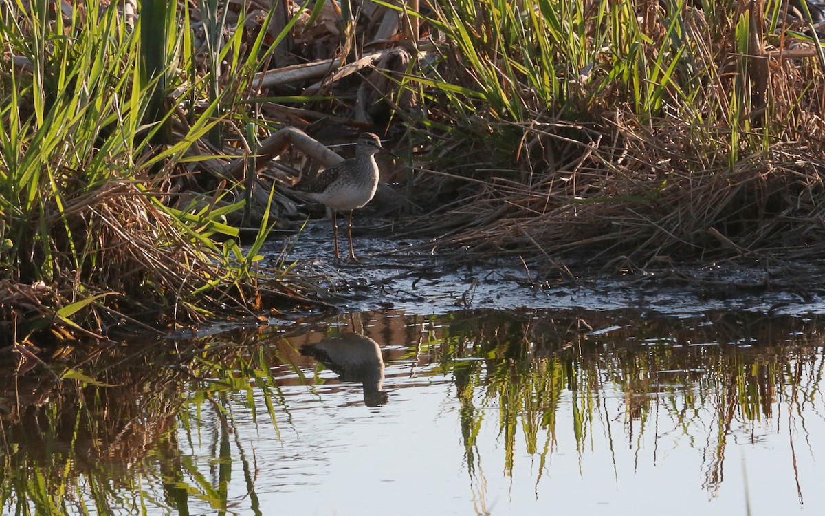 Wood Sandpiper - Alexey Smirnov