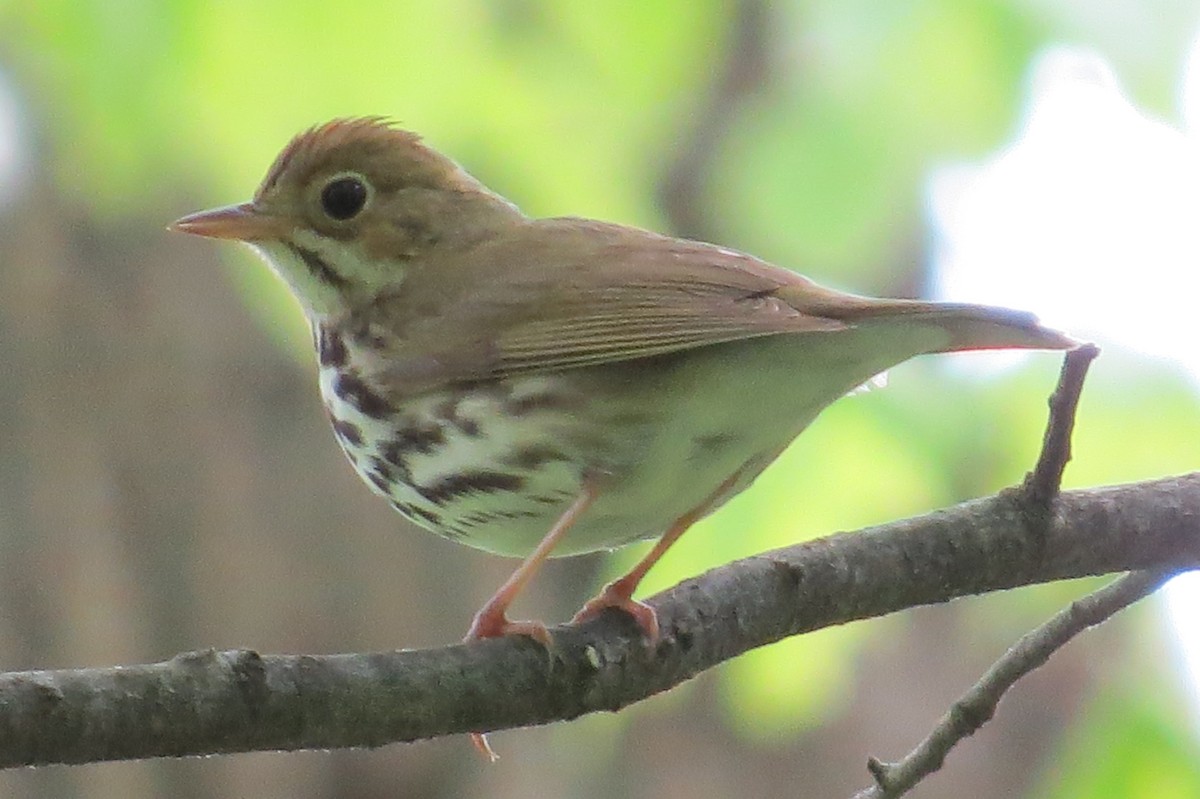 Ovenbird - ML57525981
