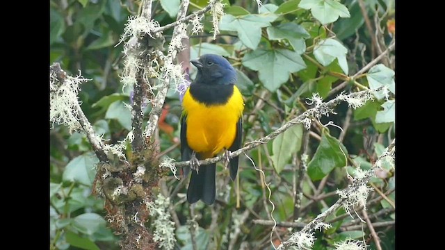 Black-chested Mountain Tanager - ML575259841