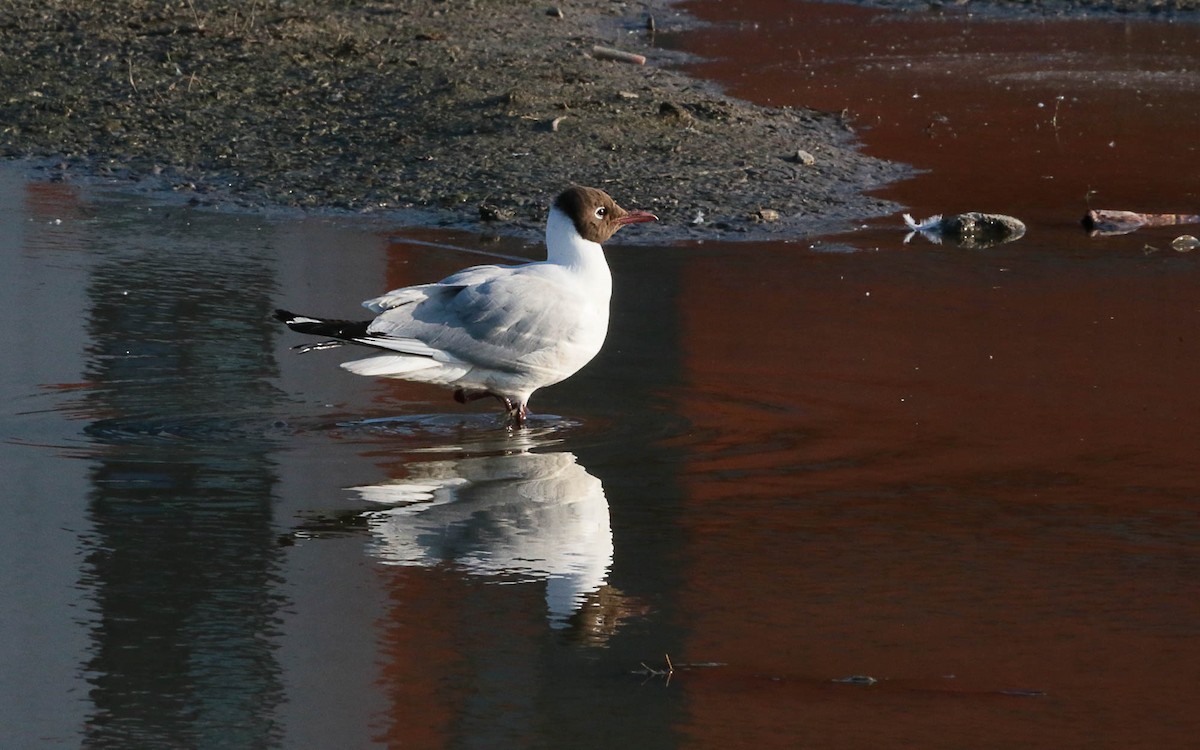 Black-headed Gull - ML575259851