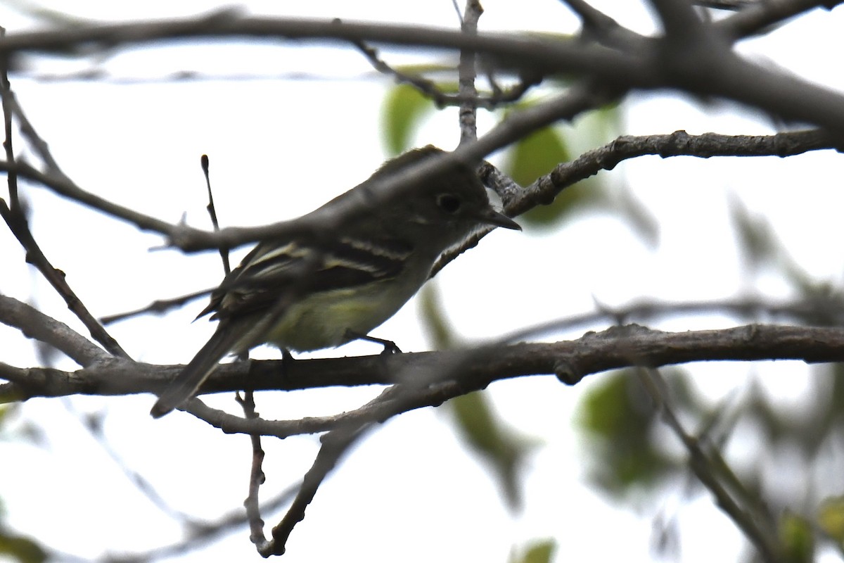 Yellow-bellied Flycatcher - ML575259981