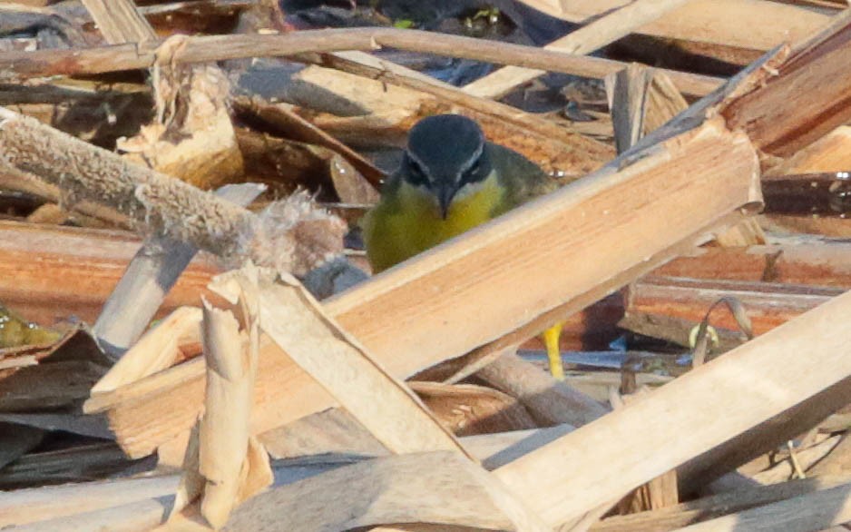 Western Yellow Wagtail - ML575260251