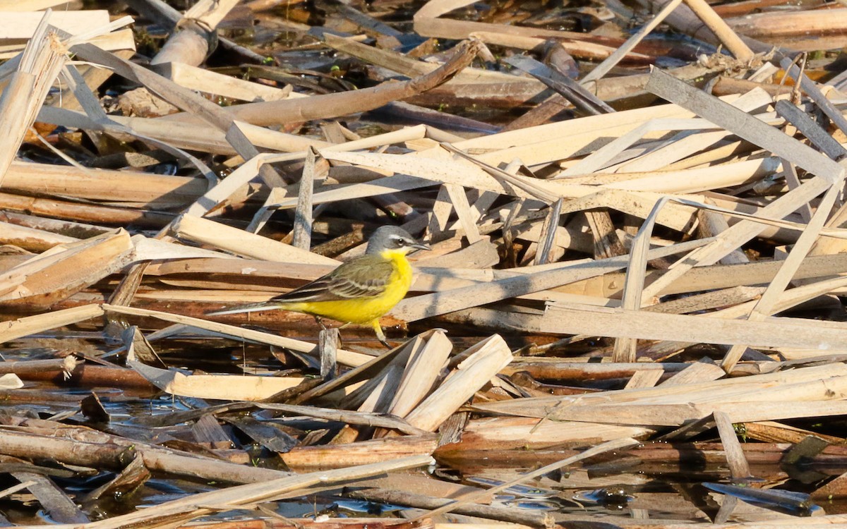 Western Yellow Wagtail - ML575260261