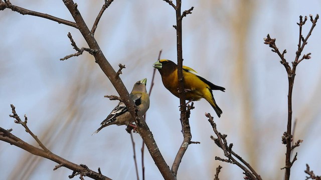 Evening Grosbeak - ML575260751