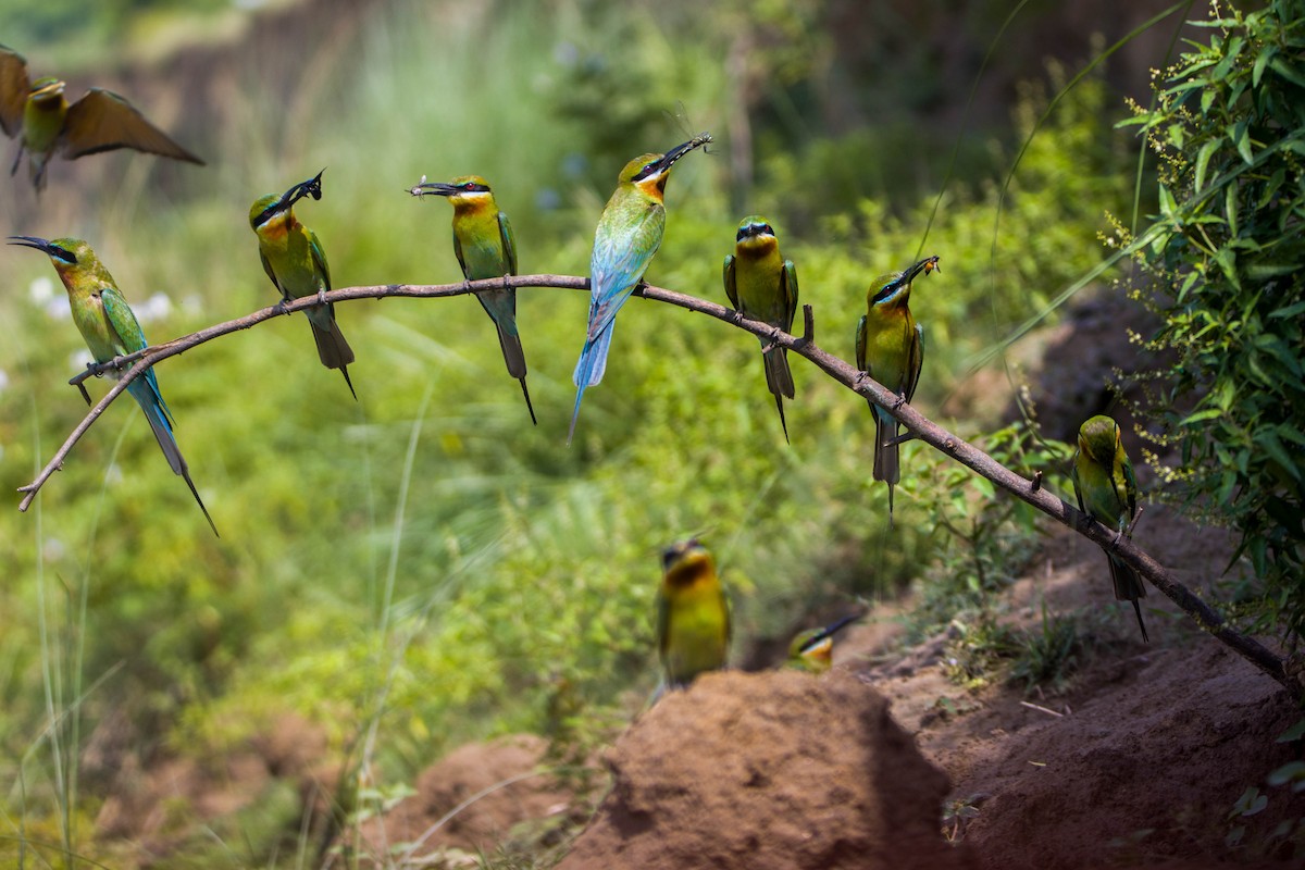 Blue-tailed Bee-eater - Kaustav Banerjee