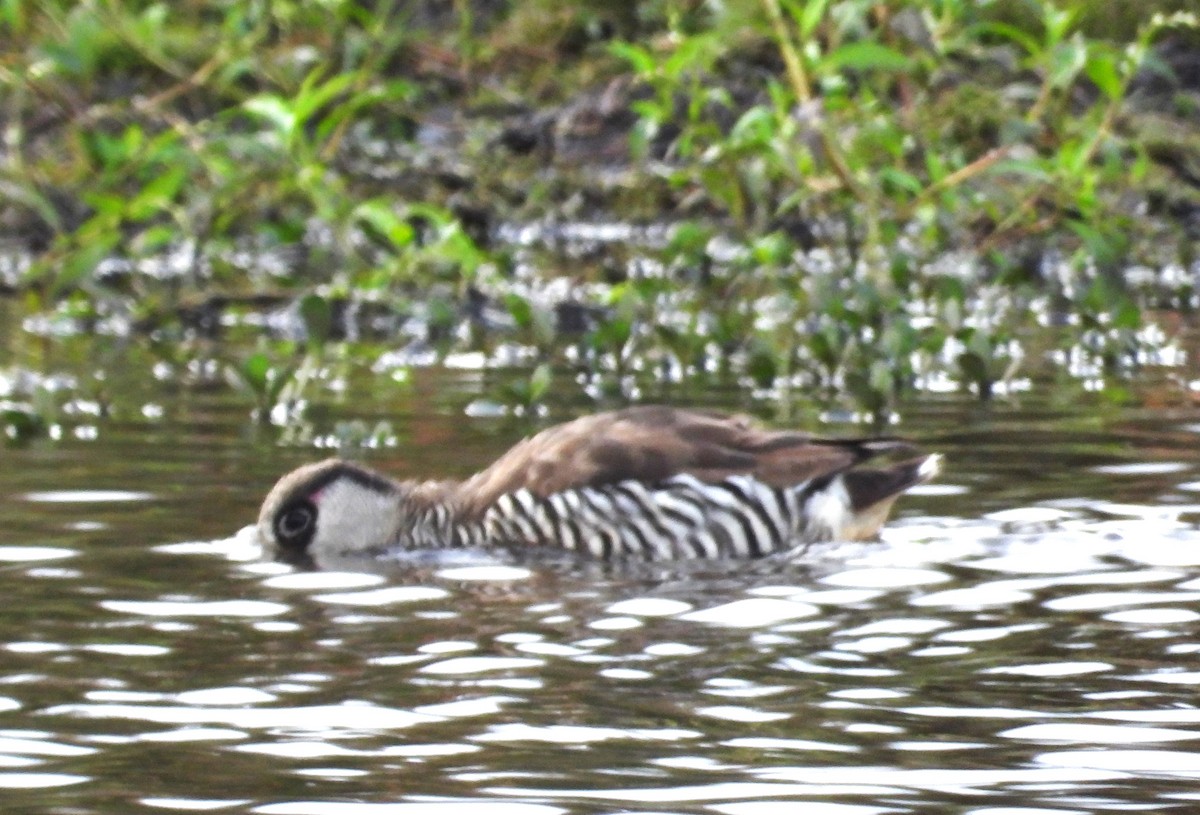 Pink-eared Duck - ML575261021