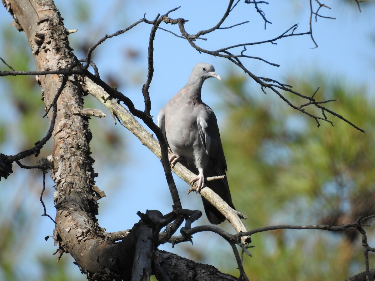 Common Wood-Pigeon - Murat Akkaya