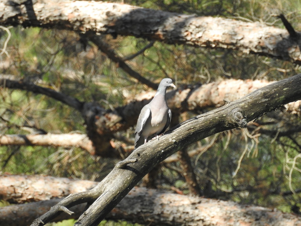 Common Wood-Pigeon - Murat Akkaya