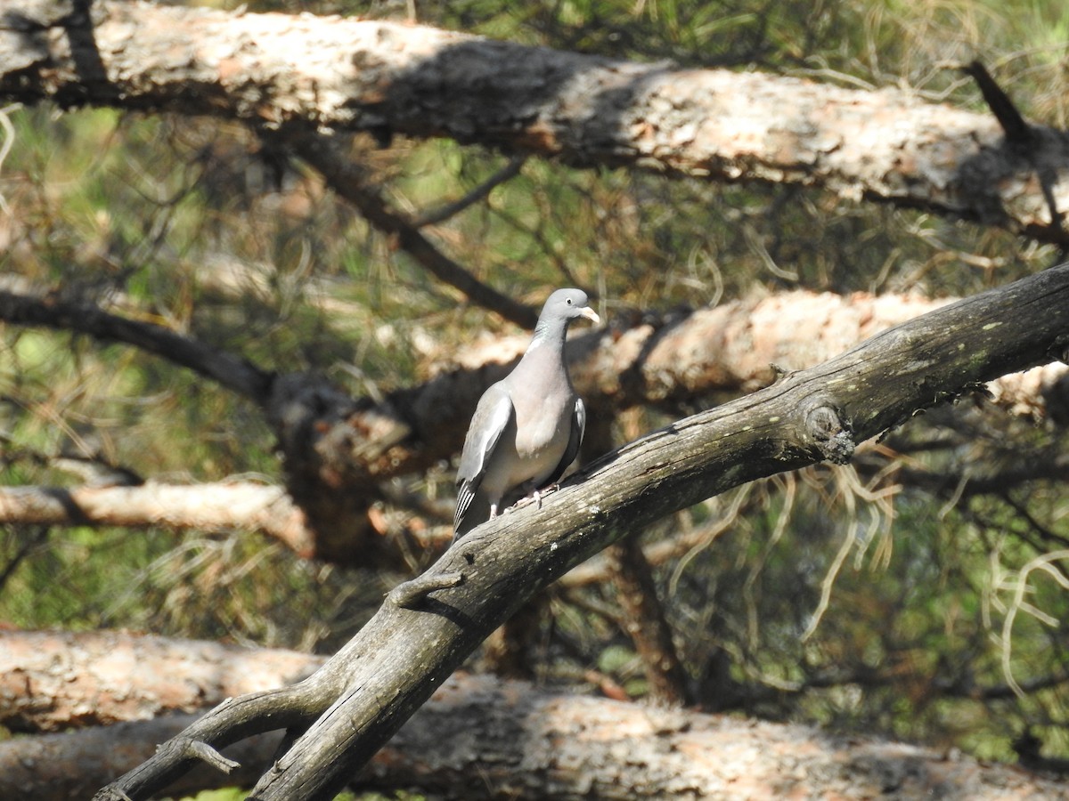 Common Wood-Pigeon - ML575261101