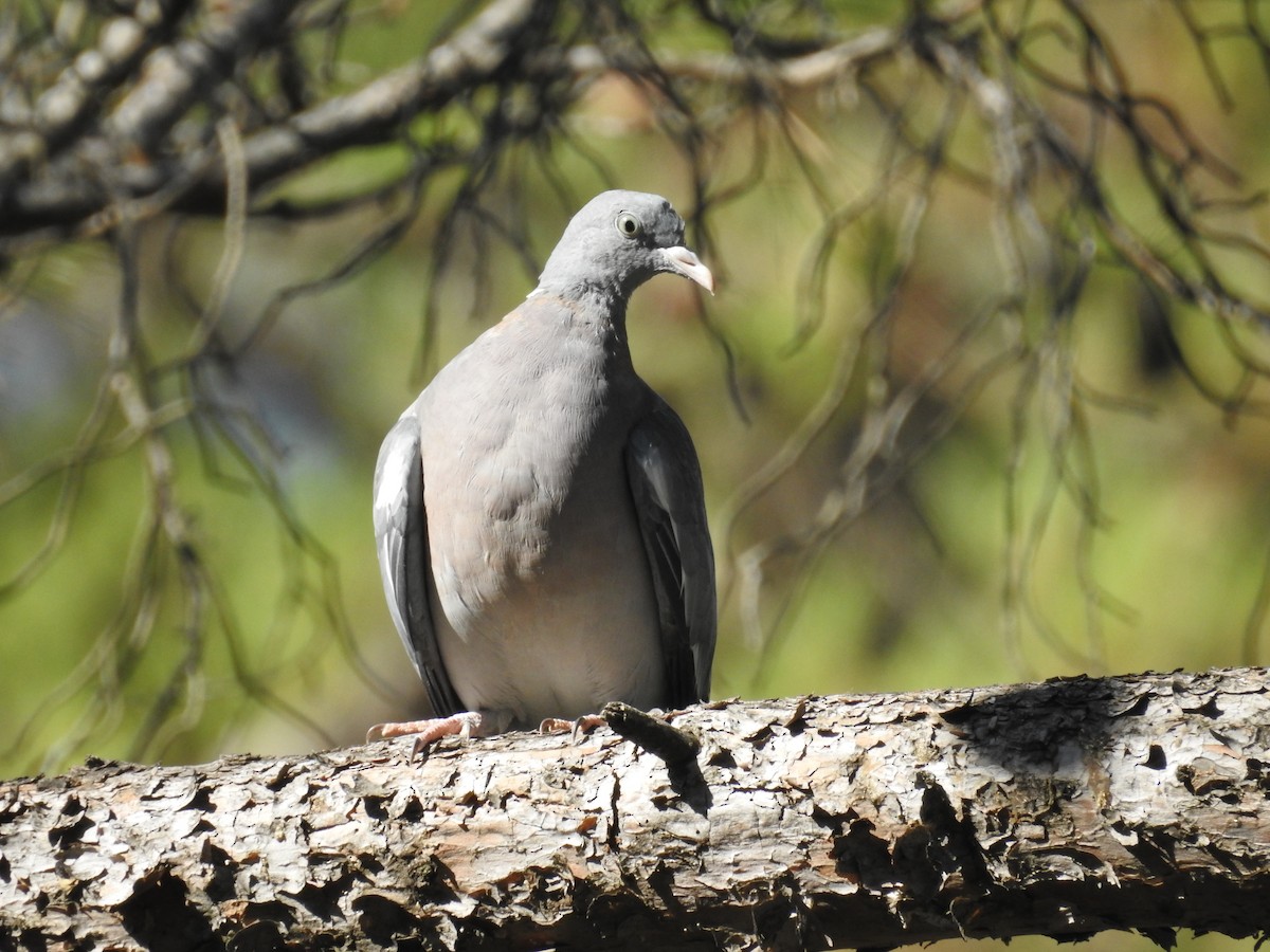 Common Wood-Pigeon - Murat Akkaya