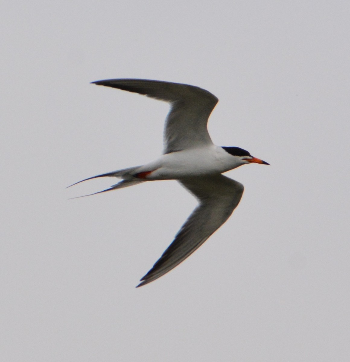 Forster's Tern - ML575261821